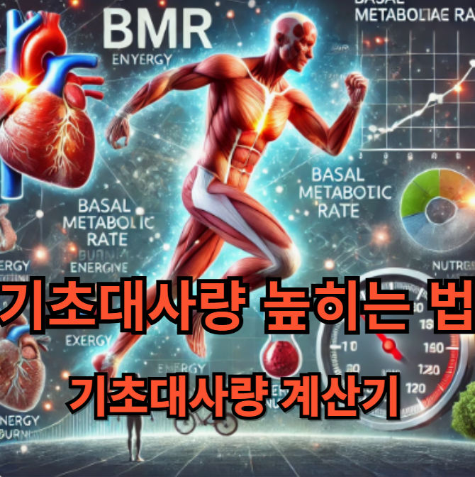 기초대사량계산기, 기초대사량 높히는법
