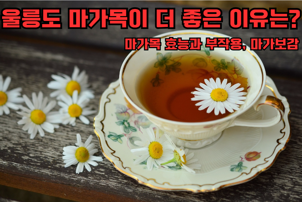 울릉도 마가목이 더 좋은 이유 마가보감, 마가목 효능과 부작용