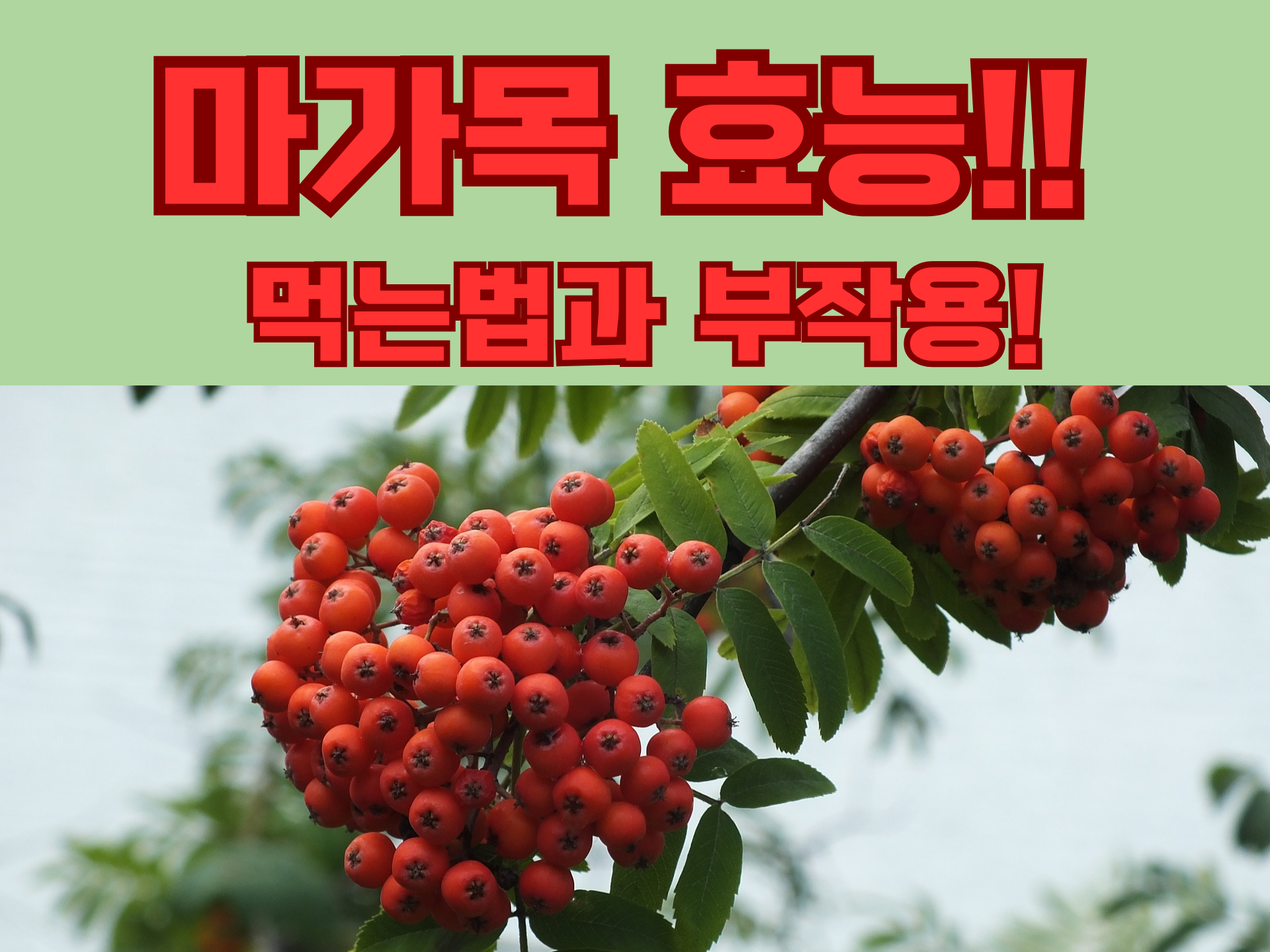 마가목 표능 부터 먹는법 부작용